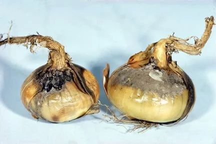White rot in onion
