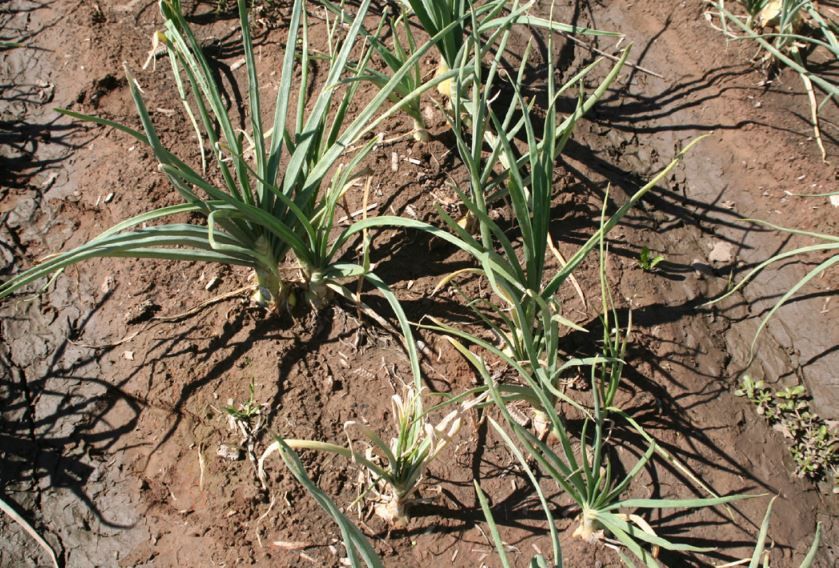 Pink Root Symptoms on Onion Plants onion pink root Above ground symptoms