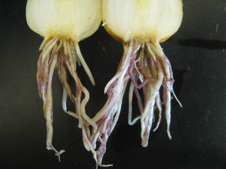 Symptoms of Pink Root in Onions onion pink root root symptoms