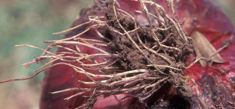 Pink Onion Bulb with Storage Instructions onion pink root bulb and storage signs