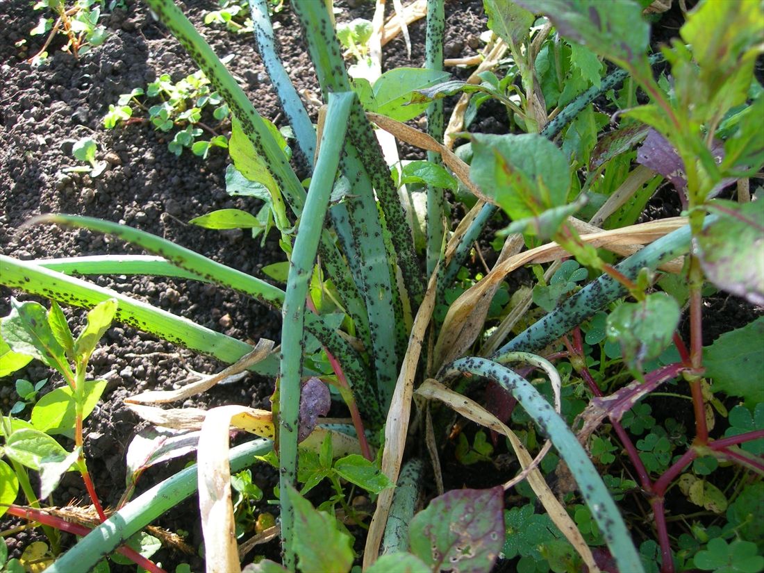 How to identify onion aphids