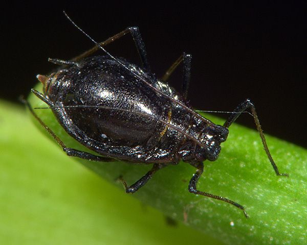 What are onion aphids?