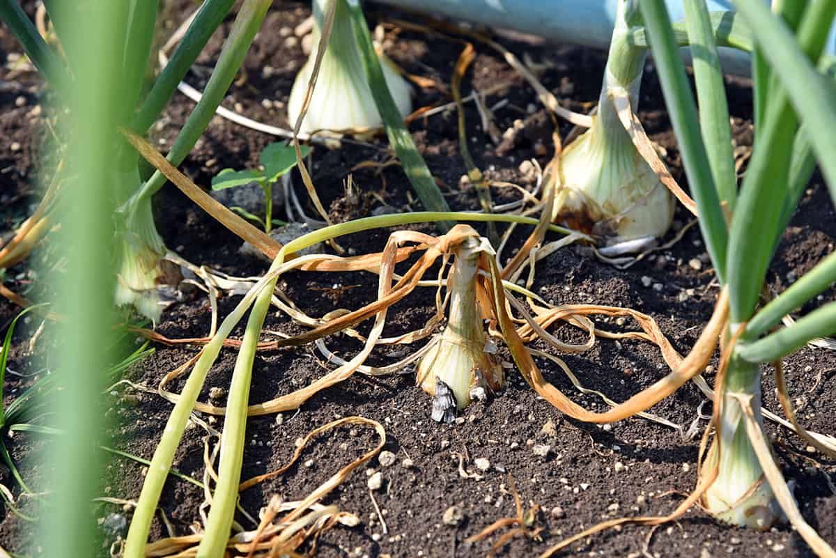 How onion aphids damage onion plants