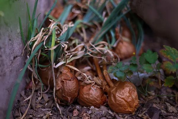onion rotting bulbs problem
