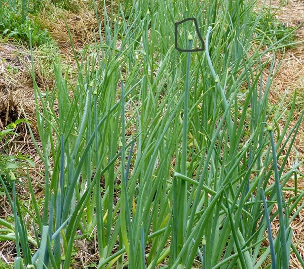 onion bolting problem