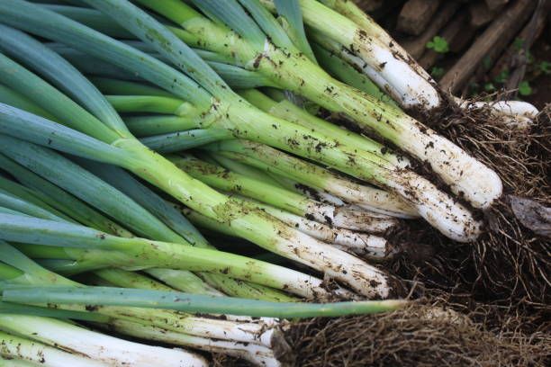 bunching onions