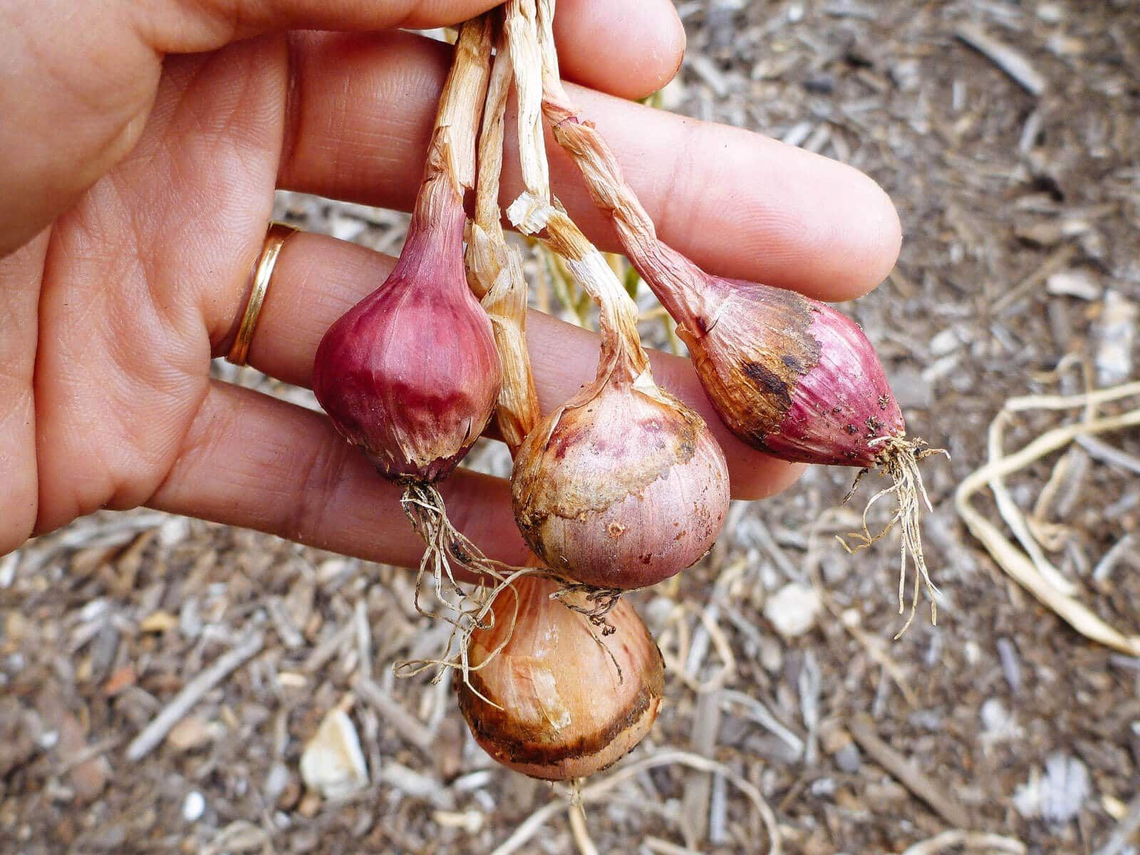 Avoiding Common Mistakes in Onion Harvesting onions harvesting Common mistakes and how to avoid them